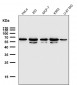 Anti-TFIIE alpha Rabbit Monoclonal Antibody